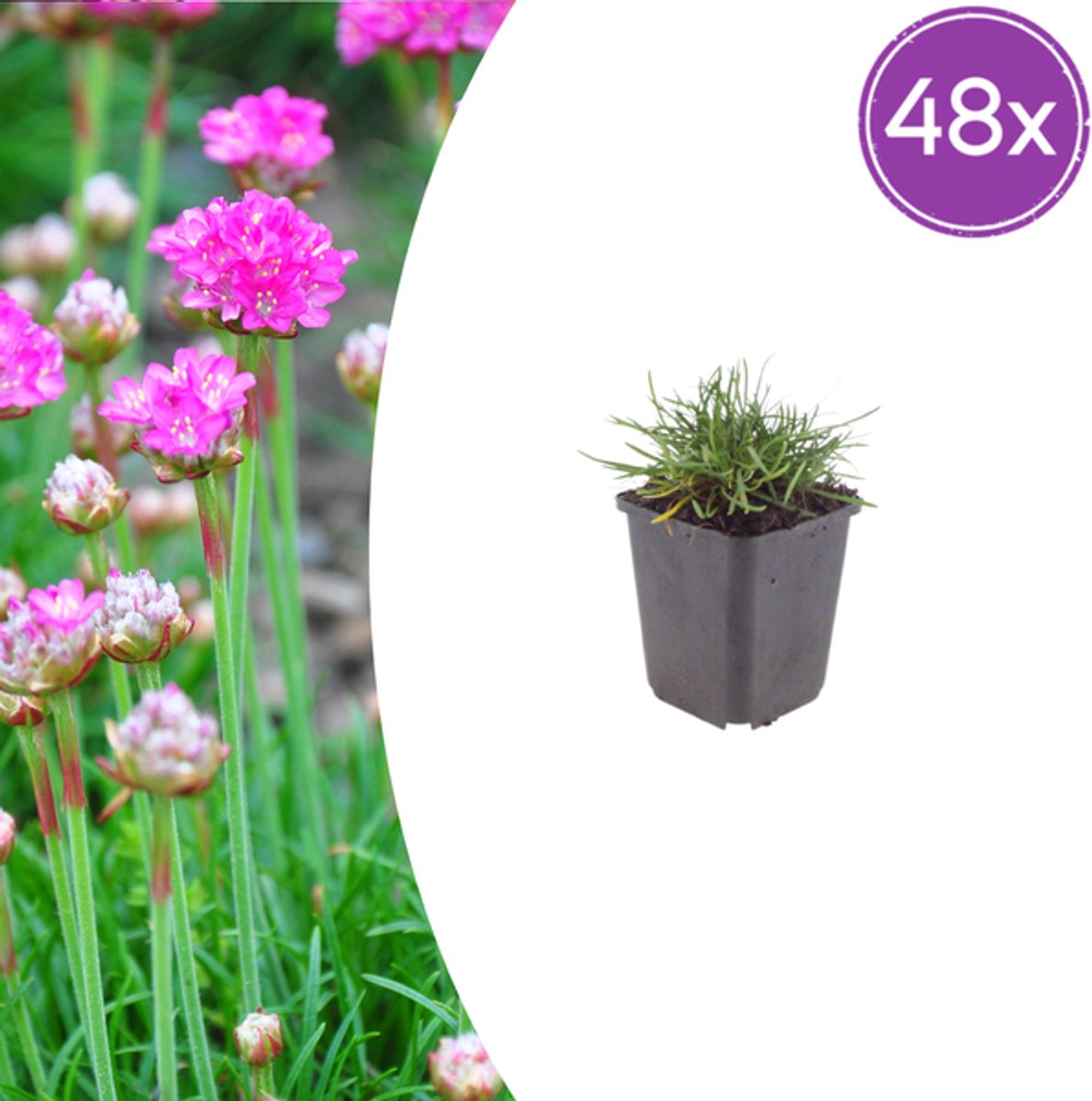 48x Armeria m. 'Splendens' - 10-25cm - Ø9cm