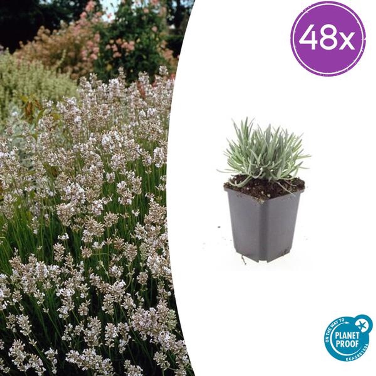 48x Lavandula int. 'Edelweiss' - 10-25cm - Ø9cm