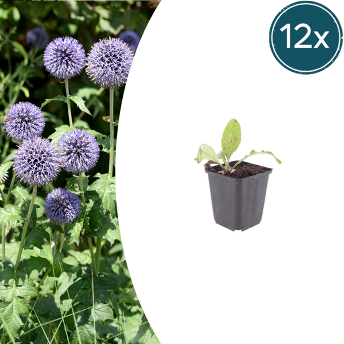 12x Echinops ritro - 10-25cm - Ø9cm