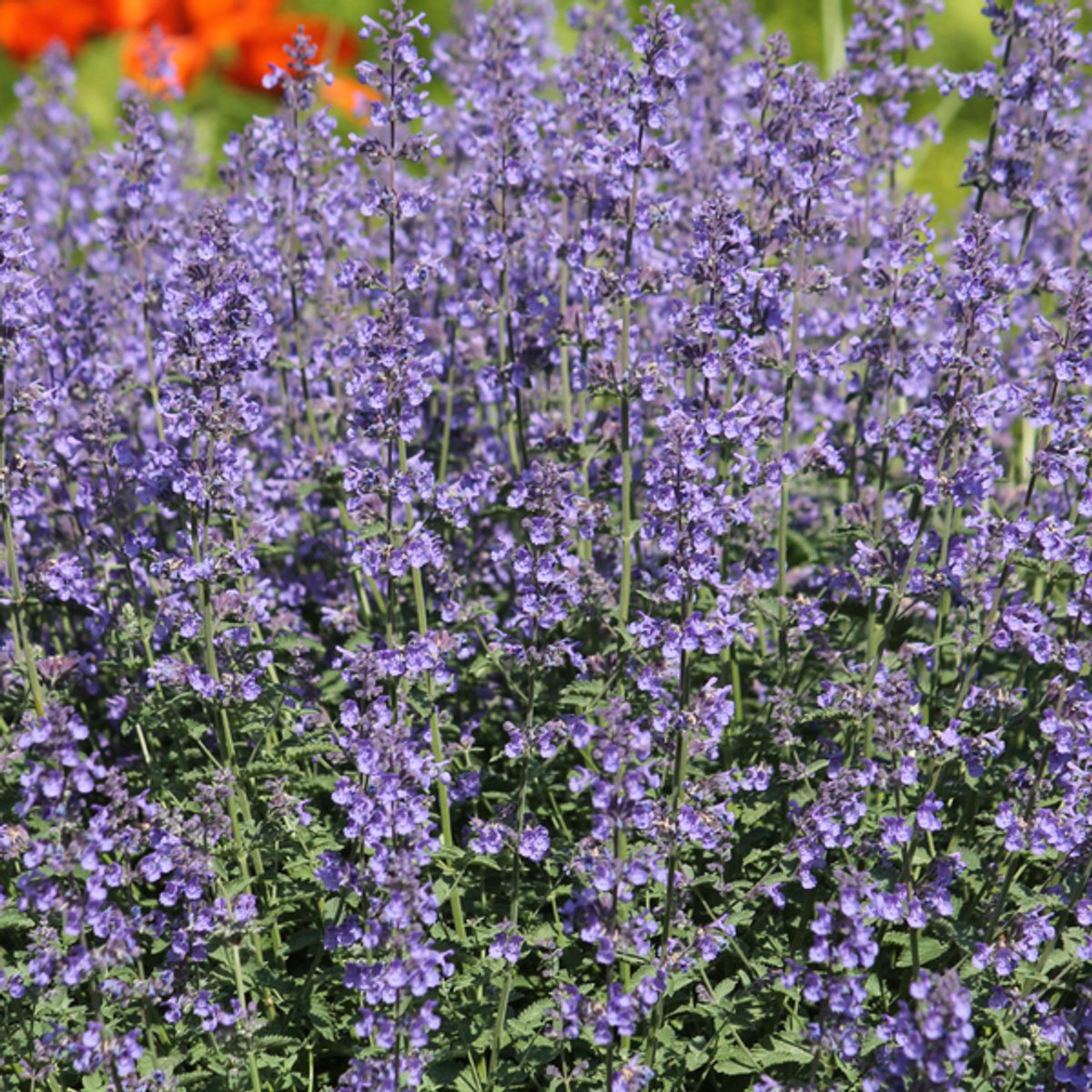 60x Nepeta 'Grol' - 10-25cm - Ø9cm
