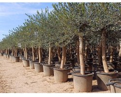 Olijfboom Olea Europea 190 cm - Winterhard tot -18°C - A+ kwaliteit - Lechín