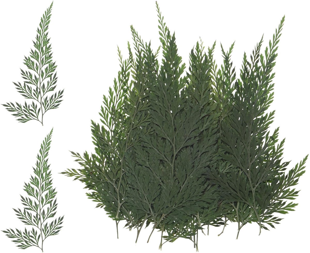 Dailygoods - Set van 24 Geperste Gedroogde Bloemblaadjes - Natuurlijke Varenbladeren