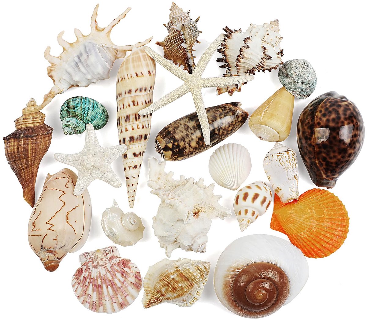 Dailygoods - 22 Stuks Grote Schelpen Mix - Natuurlijke Kleurrijke Zee Schelpen voor Decoratie