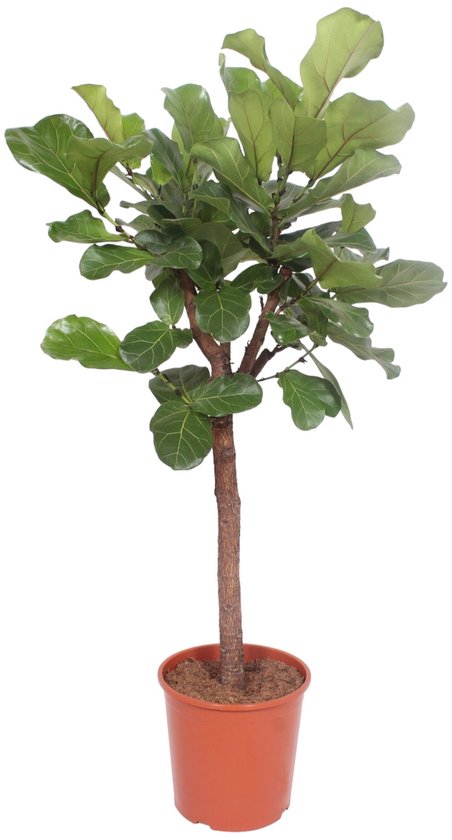 Trendyplants - Ficus Lyrata boom - Tabaksplant - Kamerplant - Hoogte 160-180 cm - Potmaat Ø30cm