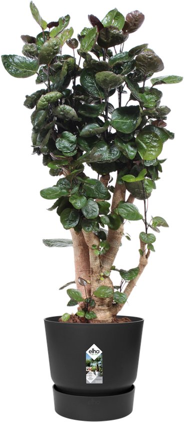 Grote, donkergroene plant met dikke stelen in een zwarte pot met waterreservoir.