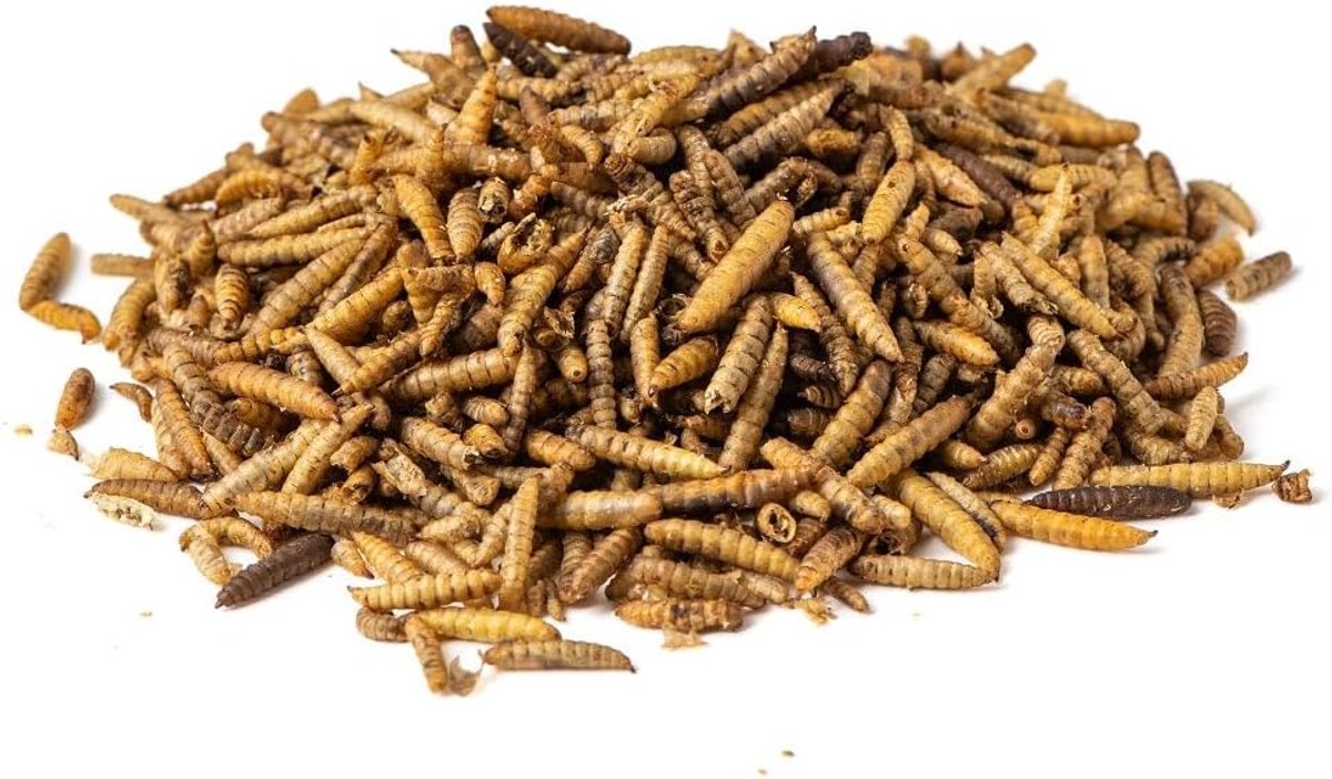 SnelShoppen - Zwarte Soldaatvlieg Larven - 11 lbs - Calciworms - 15 kg - Hoogwaardige Voeding voor Tuin- en Sier Vogels, Egels, Rijk aan Eiwitten, Vet