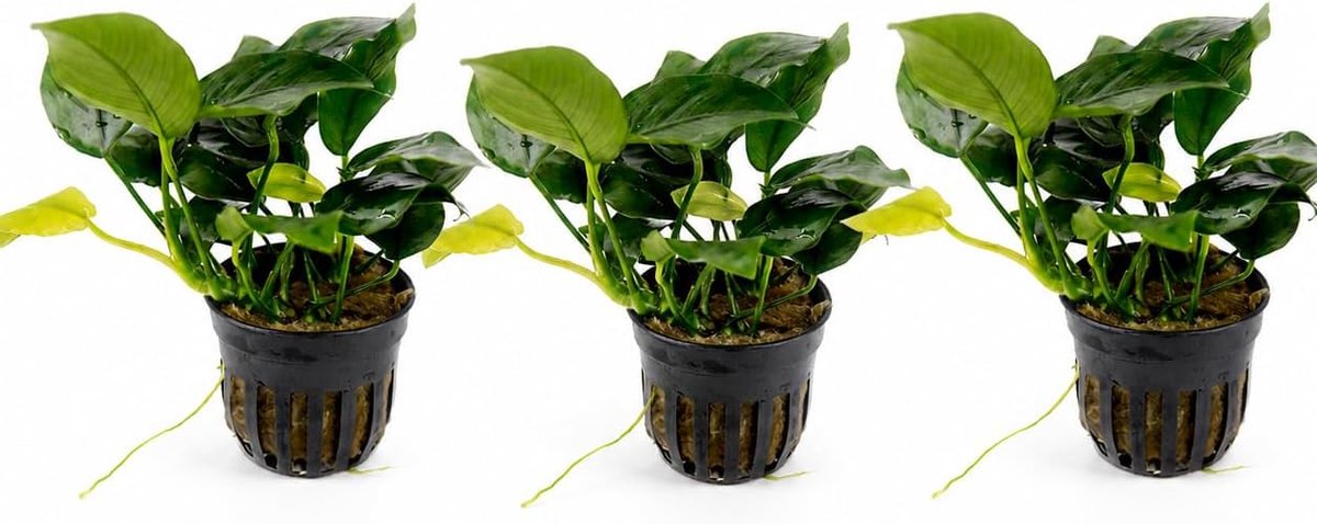 SnelShoppen - AquaBreeding Skill Set van 3 Levende Aquariumplanten voor Zoet Water - Anubias - Decoratieve Groene Plant voor Vissen en Garnalen - Met