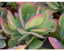 Kalanchoe Plant - Bloeiende Succulent - Huis Vergroenen - Decoratieve Bladeren - Pot 11 cm - Groen Paars