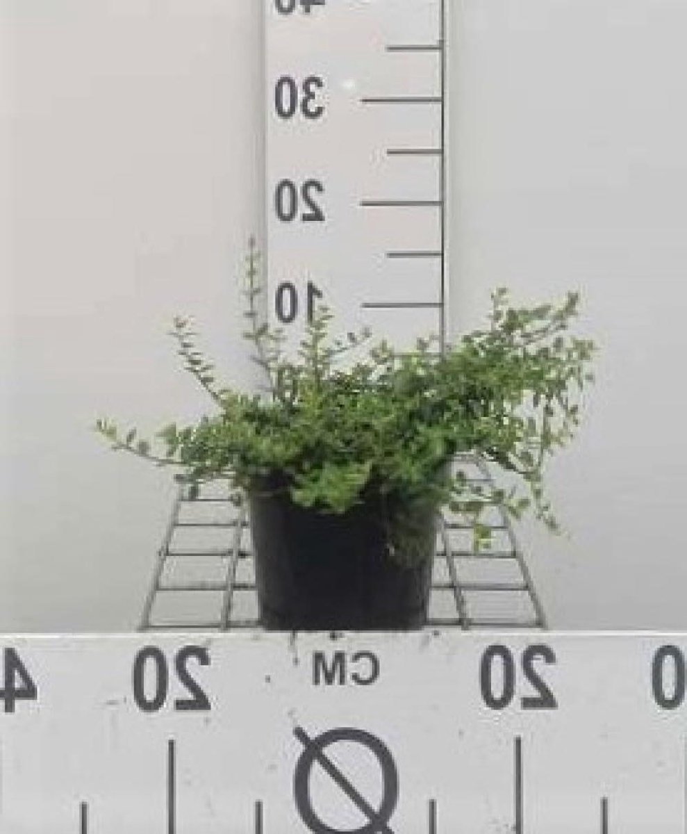 Dwerg Kardinaalshoed - Klimop struik - Tuinieren Bodembedekker - WintergroenCompact - 15-20 cm - Groen