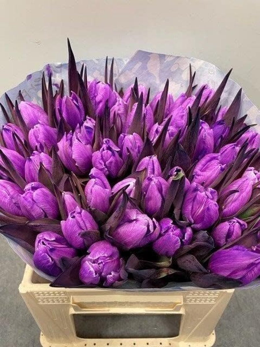 SnelShoppen - Versgeplukte Tulpen - Milka - Bos van 50 Tulpen - Speciaal Gekleurd - Direct van de Teler - 40 cm Lange Tulpen voor Feesten en Decoratie