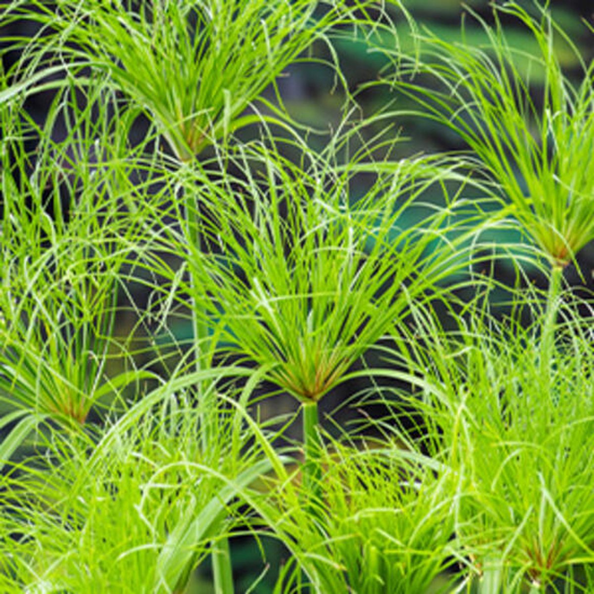 Moerings Cyperus Percamenthus | Papyrus Plant | In 18CM Mand Kant en Klaar