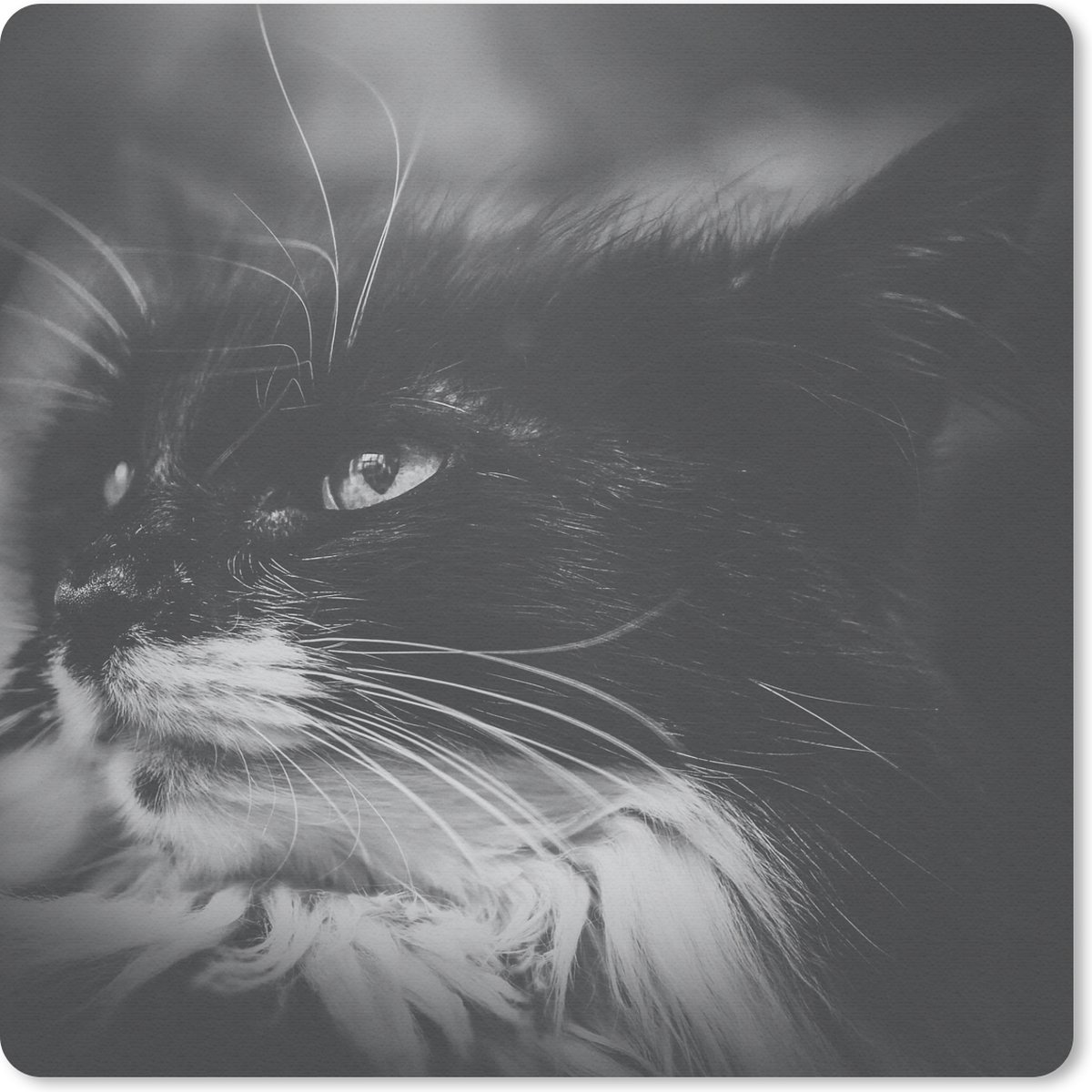 Muismat 30x30 cm - Mousepad Dierenprofiel opzij kijkende kat in zwart-wit - Muismatten
