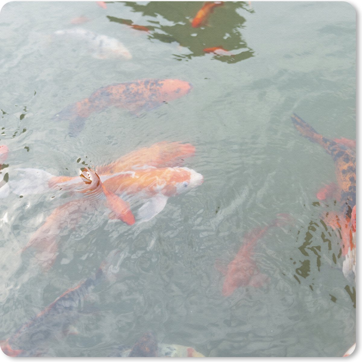 Muismat 30x30 cm - Mousepad Een groep koi karpers in een vijver - Muismatten