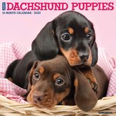 JUST DACHSHUND PUPPIES 2022 WA