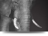 Maison de France - Canvas Olifant close - zwartwit - canvas - 100 x 150 cm