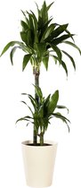 Plant in hydrocultuur systeem van Botanicly: Drakenboom met weinig onderhoud – Hoogte: 85 cm – Dracaena derem. Janet Craig