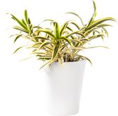 Plant in hydrocultuur systeem van Botanicly: Drakenboom met weinig onderhoud – Hoogte: 35 cm – Dracaena reflexa Song of India