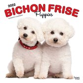 Bichon Frise Kalender Puppies 2022