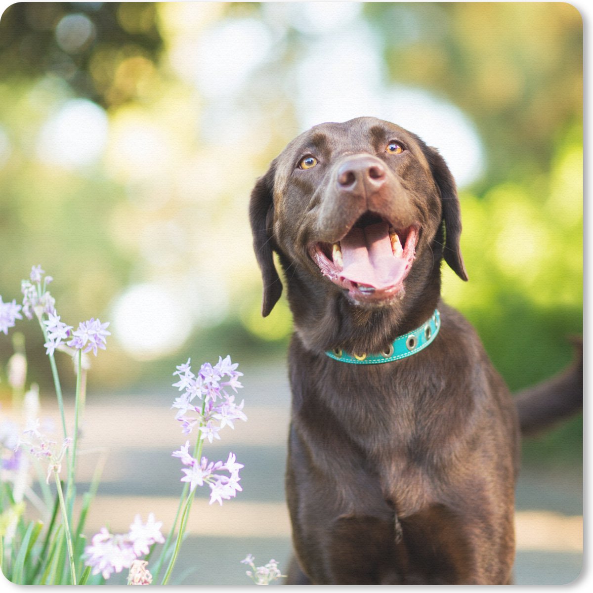 Muismat 30x30 cm - Mousepad Een Labrador Retriever met mooie bloemen - Muismatten