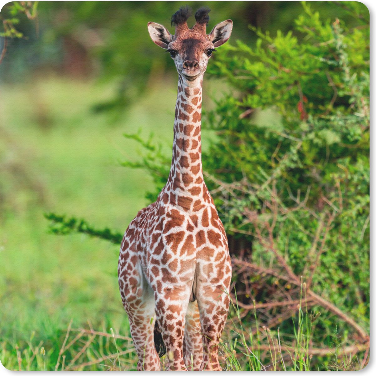 Muismat 30x30 cm - Mousepad Baby - Giraffe - Planten - Muismatten