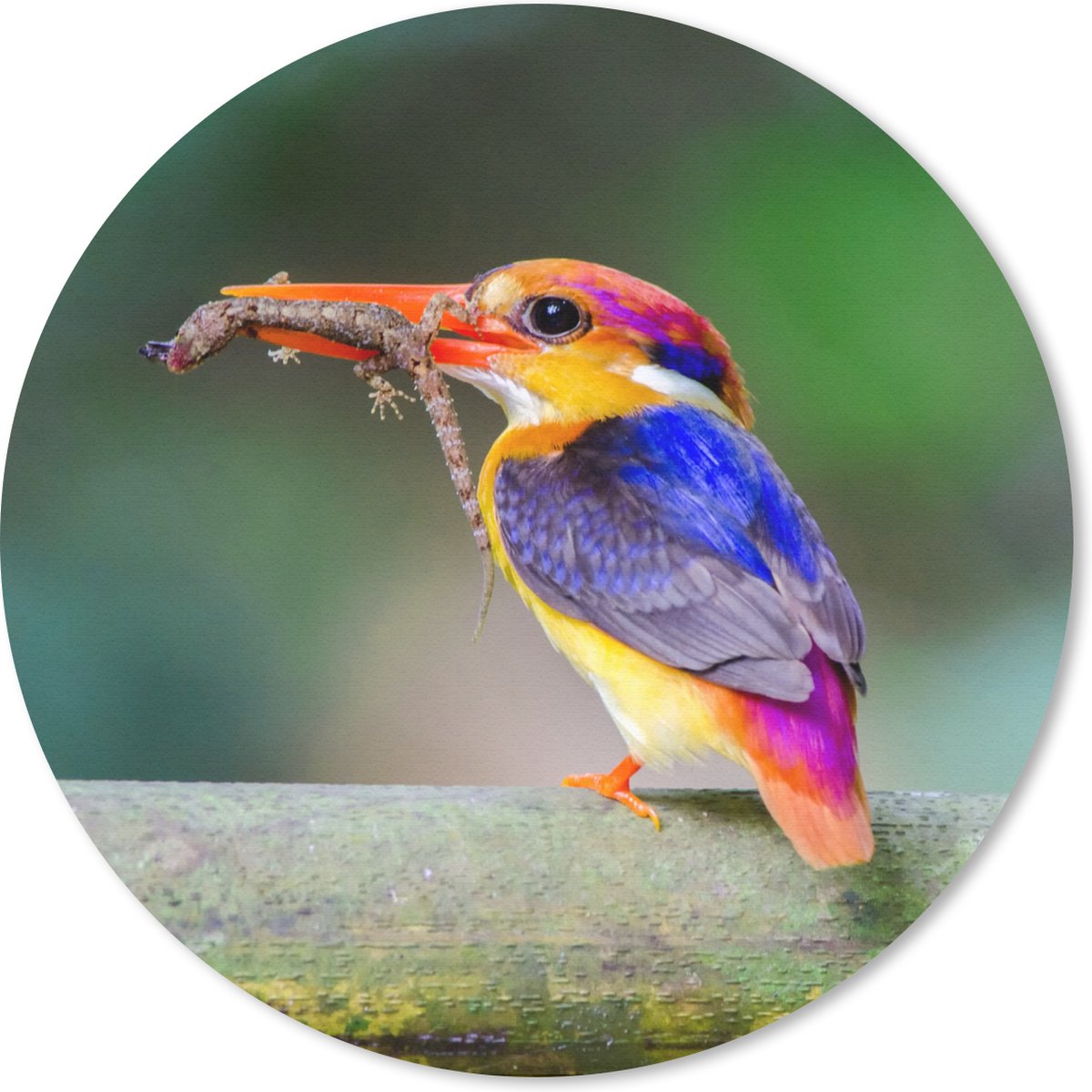 Muismat rond 30x30 cm - Mousepad IJsvogel - Salamander - Tak - Ronde muismatten