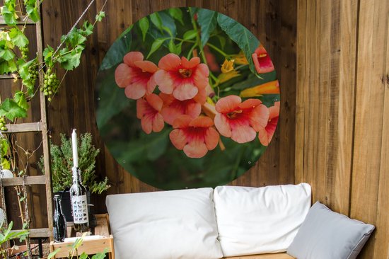 Garden Circle Fleurs d' Oranje sur une plante grimpante - 120x120 cm - Poster de jardin - XXL