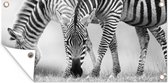 Tuinposter Grazende zebra's - 80x40 cm - Wanddecoratie Buiten - Tuinposter - Tuindoek - Schuttingposter - Tuinschilderij