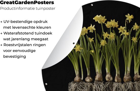 Tuincirkel Meerder narcissen met bollen op een zwarte achtergrond - 90x90 cm - Ronde Tuinposter - Buiten