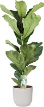 Kamerplant van Botanicly – Vioolplant  in witte ELHO plastic pot als set – Hoogte: 90 cm – Ficus Lyrata