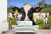 Une vache frisonne regardant par-dessus la clôture papier peint photo vinyle largeur 330 cm x hauteur 220 cm - Tirage photo sur papier peint (disponible en 7 tailles)