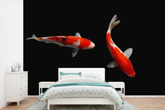 Papier peint photo vinyle - Deux carpes koi colorées avec un fond noir largeur 330 cm x hauteur 220 cm - Tirage photo sur papier peint (disponible en 7 tailles)