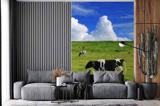 Veaux Zwart et blancs paissant dans la prairie 155x240 cm