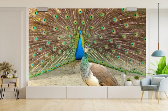 Paon vert mâle montre des plumes au paon femelle papier peint photo vinyle 360x240 cm - Tirage photo sur papier peint