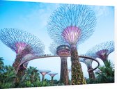 De bomen van Gardens by the Bay in Singapore bij daglicht - Foto op Dibond - 60 x 40 cm
