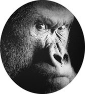 Silverback gorilla op zwarte achtergrond - Foto op Dibond - ⌀ 30 cm