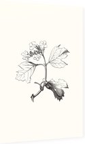 Gelderse Roos zwart-wit (Guelder Rose) - Foto op Dibond - 40 x 60 cm