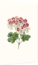 Geranium Aquarel (Pelargonium) - Foto op Dibond - 60 x 90 cm