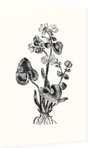 Gewone Dotterbloem zwart-wit (Marsh Marigold) - Foto op Dibond - 60 x 90 cm