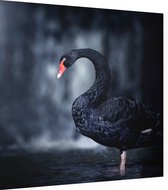 Zwarte zwaan op zwarte achtergrond - Foto op Dibond - 40 x 40 cm