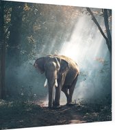 Olifant in oerwoud - Foto op Dibond - 60 x 60 cm