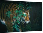 Bengaalse tijger in oerwoud - Foto op Dibond - 90 x 60 cm
