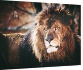 Koning leeuw - Foto op Dibond - 80 x 60 cm