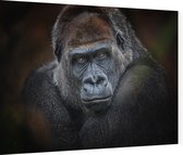 Gorilla op zwarte achtergrond - Foto op Dibond - 80 x 60 cm