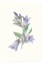 Ruig Klokje (Nettle Leaved Bellflower) - Foto op Dibond - 60 x 80 cm