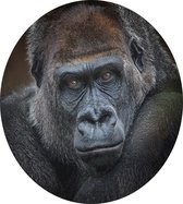 Gorilla op zwarte achtergrond - Foto op Dibond - ⌀ 40 cm