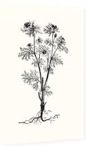 Herfstadonis zwart-wit (Pheasents Eye) - Foto op Dibond - 40 x 60 cm