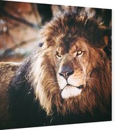 Koning leeuw - Foto op Dibond - 60 x 60 cm