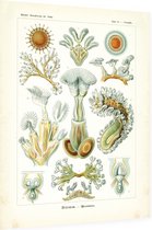 Cristatella - Bryozoa (Kunstformen der Natur), Ernst Haeckel - Foto op Dibond - 60 x 80 cm