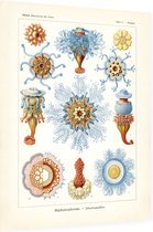 Porpema - Siphonophorae (Kunstformen der Natur), Ernst Haeckel - Foto op Dibond - 60 x 80 cm