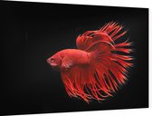 Rode Kempvis op zwarte achtergrond - Foto op Dibond - 90 x 60 cm
